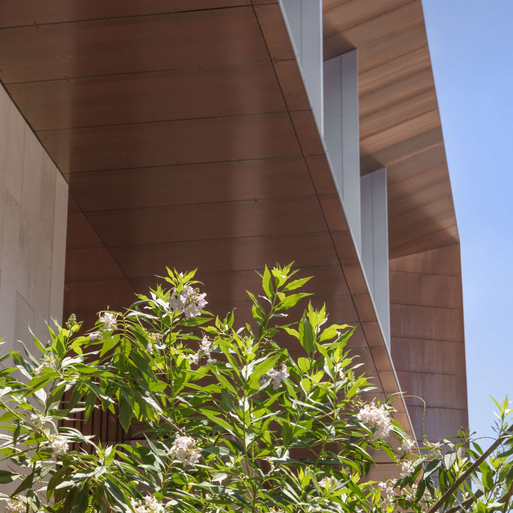 Modern building facade with angled overhang and vertical columns, seen from below. Green foliage with white flowers in the foreground. Clear blue sky in the background.