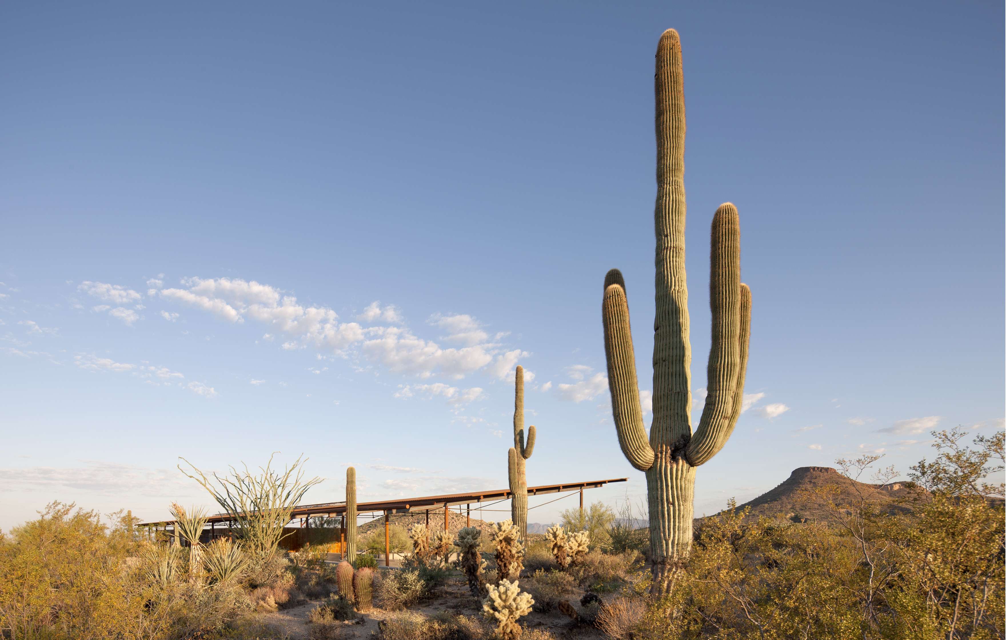 A desert landscape with tall cacti, small shrubs, and a modern building in the background under a clear blue sky.