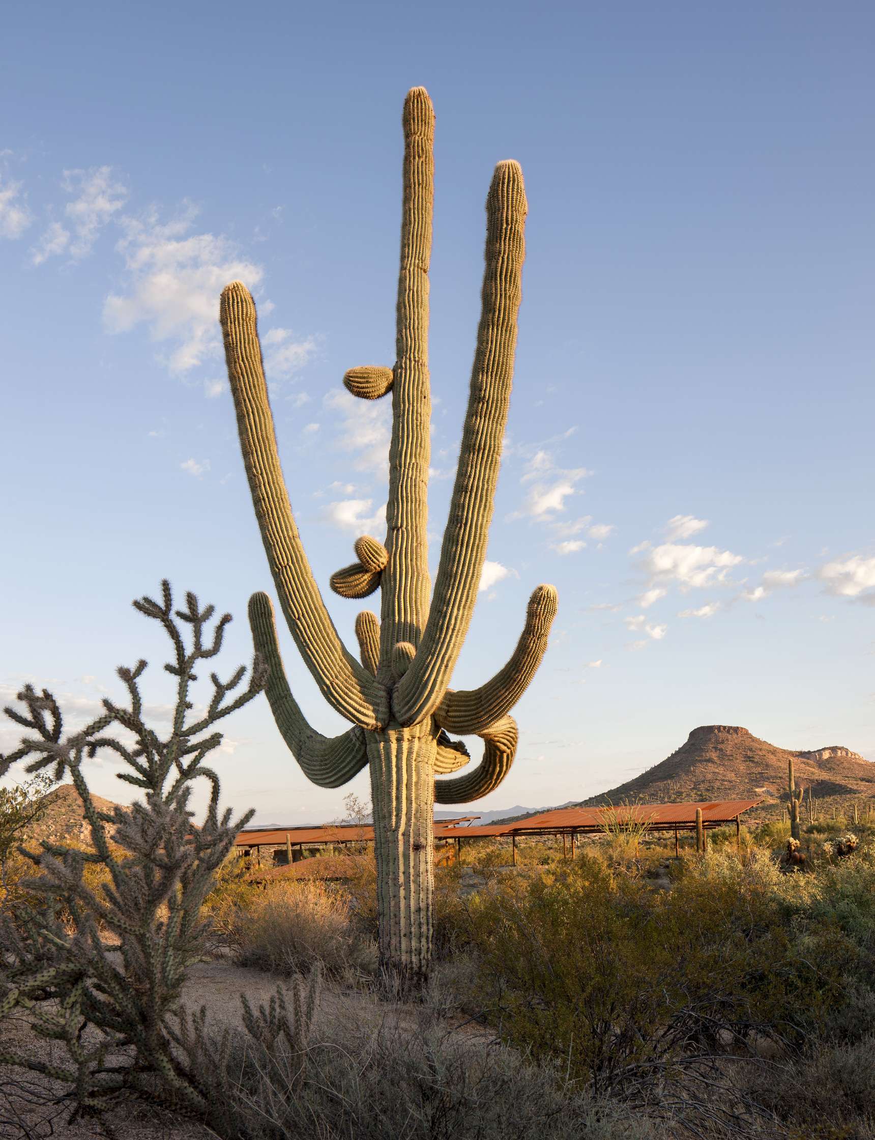 A tall saguaro cactus stands prominently in a desert landscape with a clear sky and distant hills in the background.