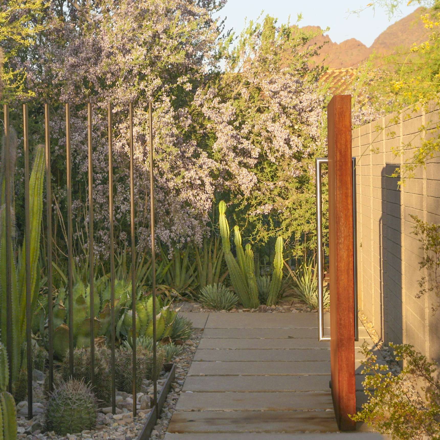 A garden path lined with various cacti and succulents, bordered by a tall metal fence and a concrete wall. In the background, trees with purple flowers and distant mountains are visible.