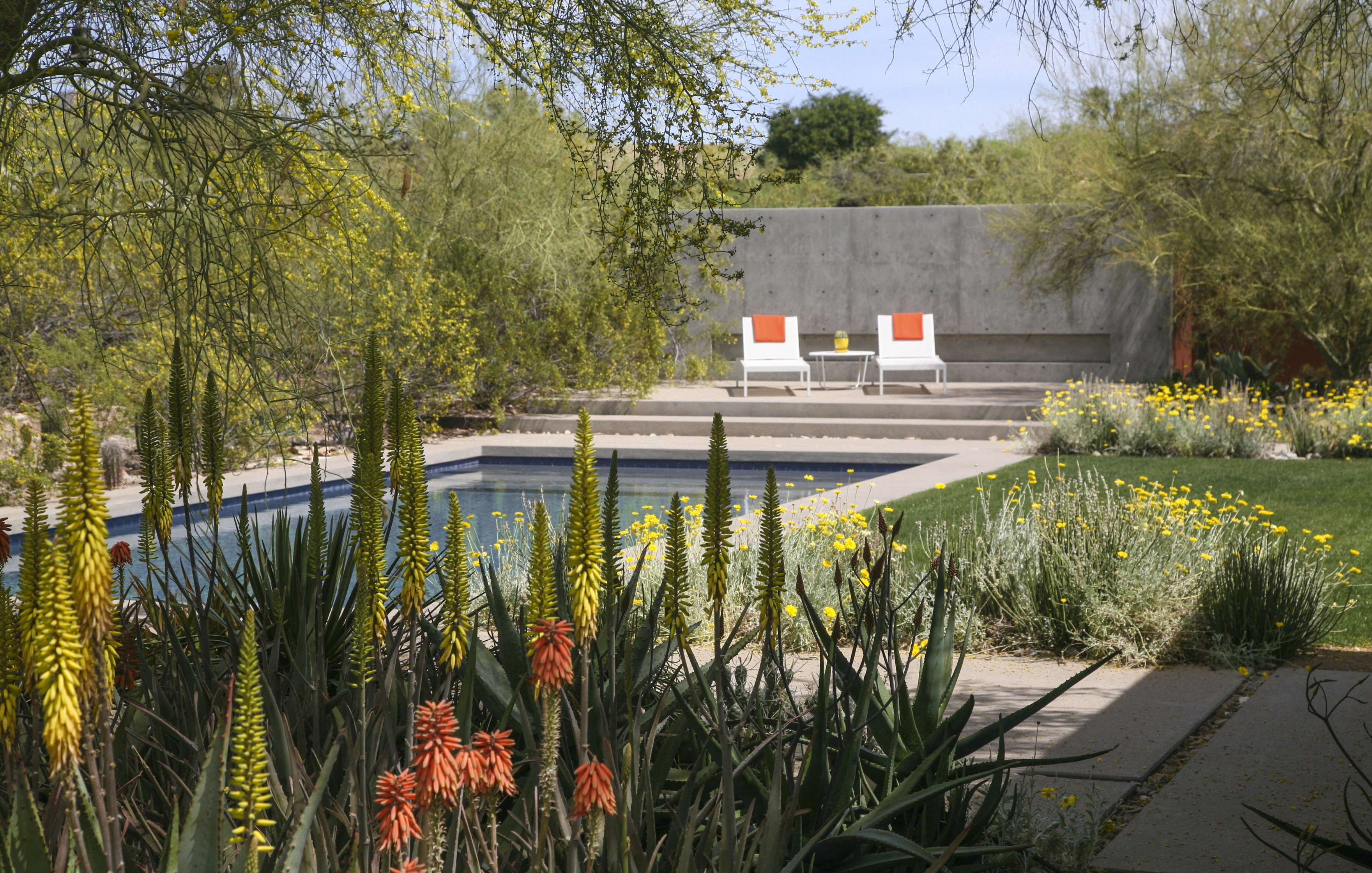 A tranquil swimming pool surrounded by desert landscape, blooming plants, and two lounge chairs with orange cushions near the pool.