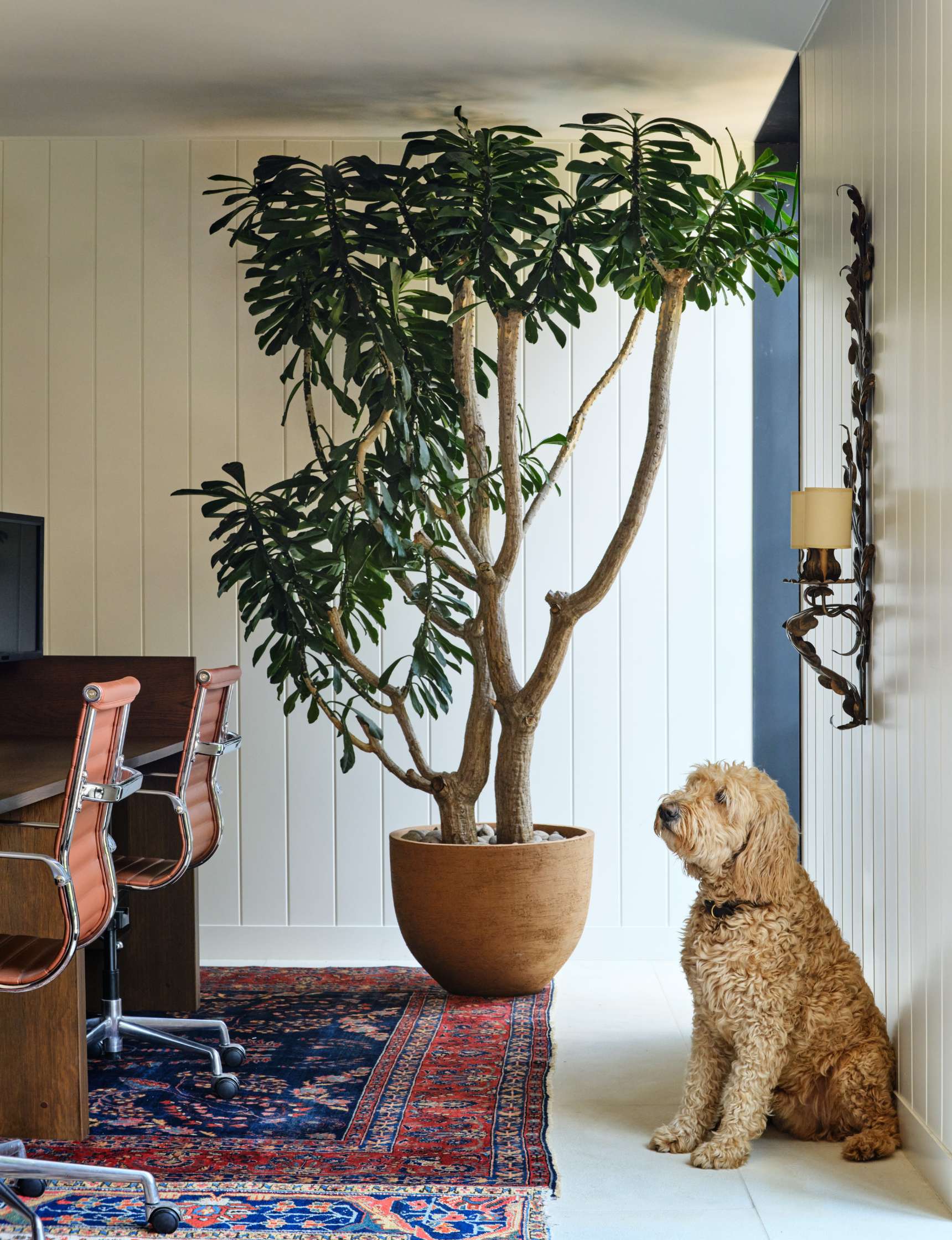 A medium-sized brown dog sits next to a large potted plant in a modern office setting with leather chairs and a decorative rug.