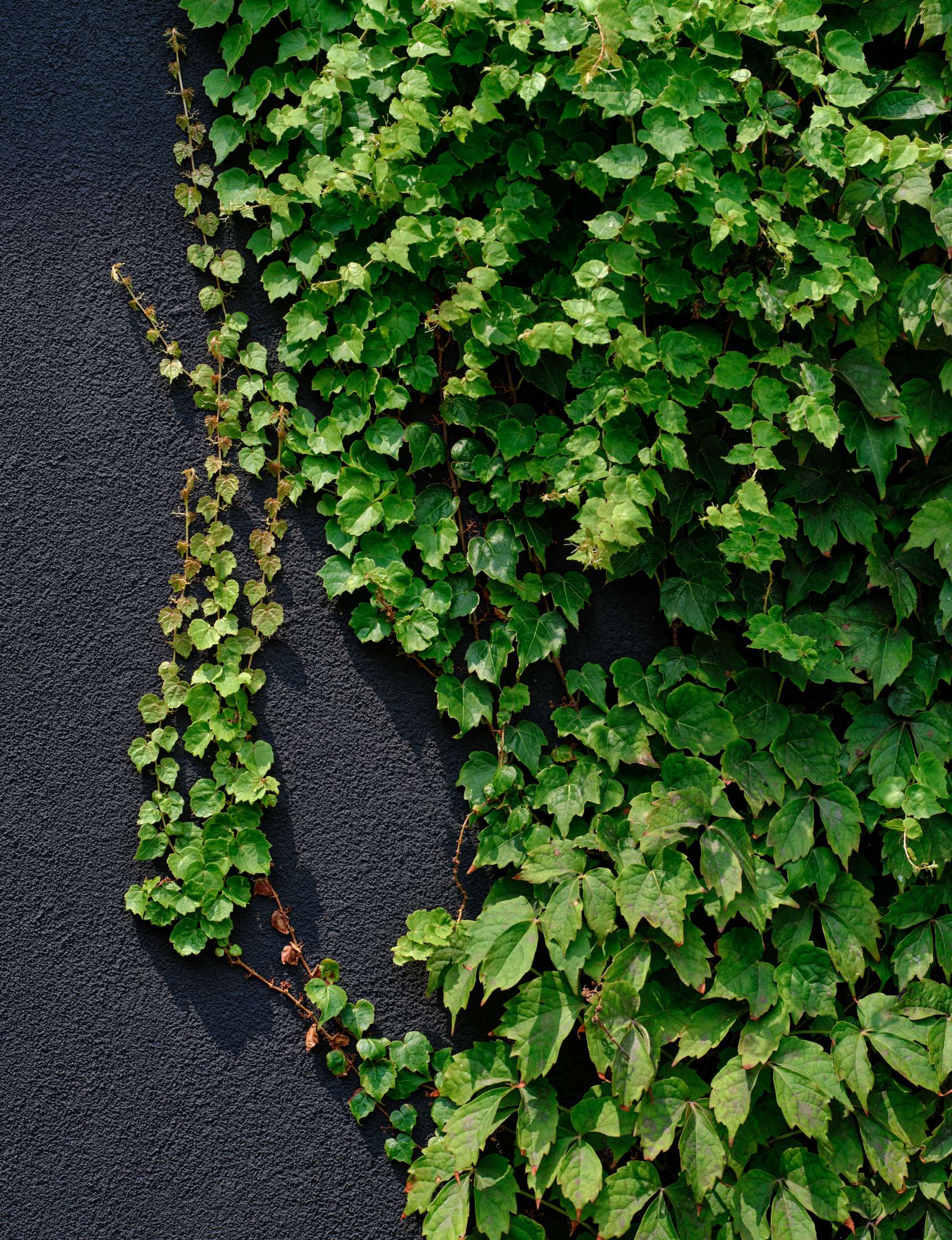 A dark gray wall covered partially by green ivy, with the plants creating a contrast against the textured surface.