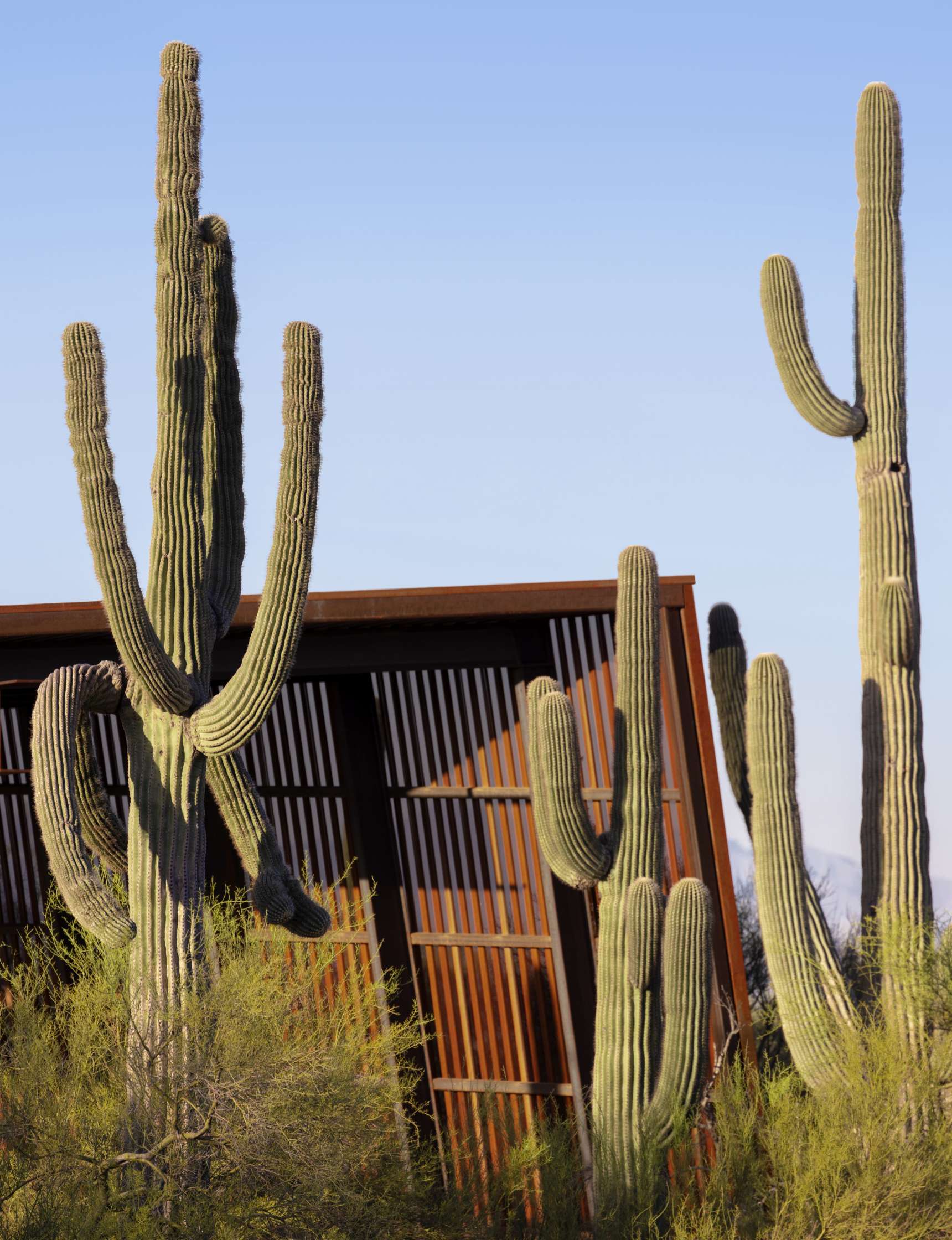 Tall cacti stand in front of a tilted, rusty structure with a slatted design, against a clear blue sky backdrop.