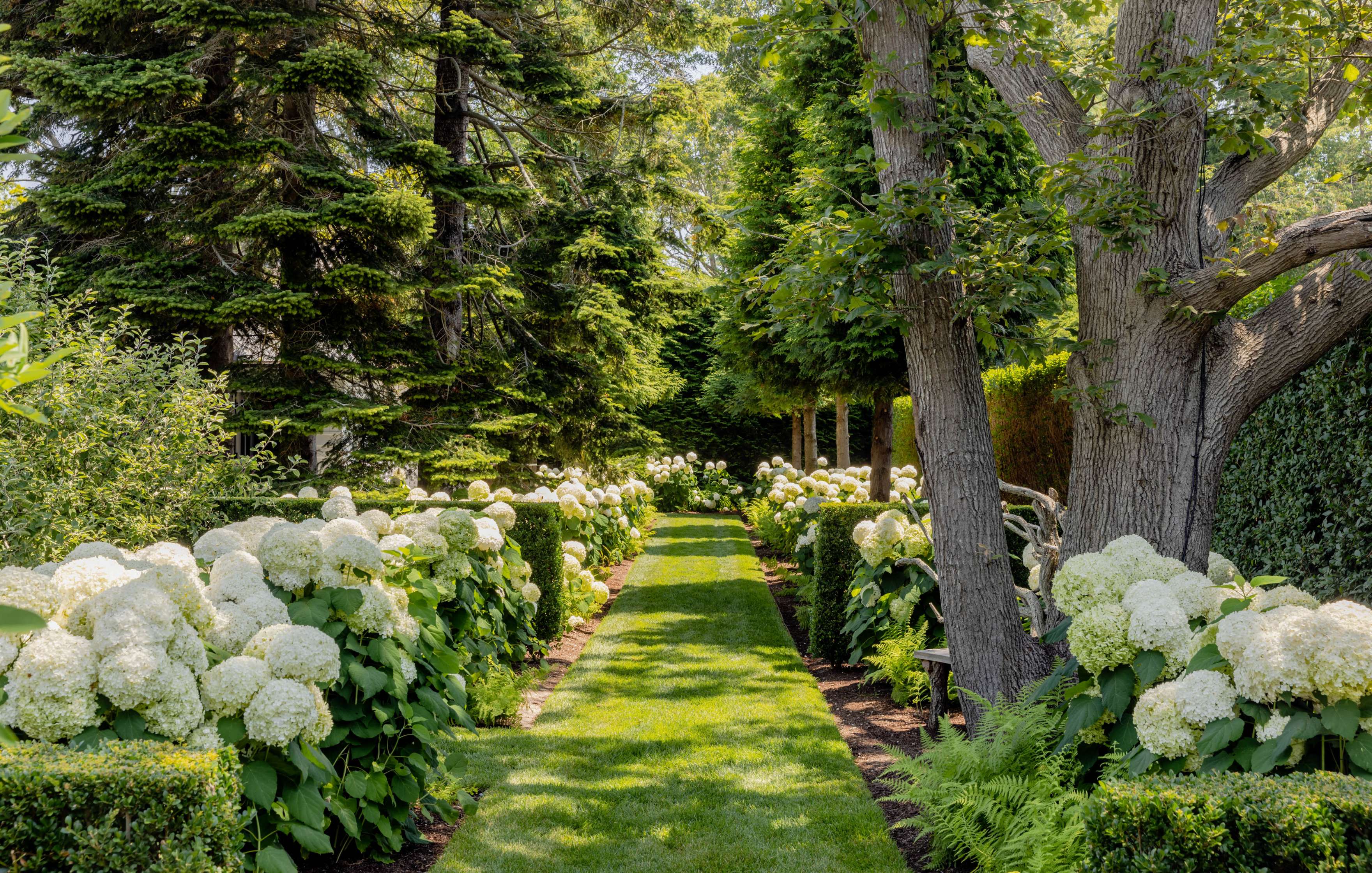 A well-maintained garden path lined with lush green grass and flanked by blooming white hydrangea bushes and large trees on both sides.